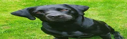 Labrador Retriever dogs for stud: Stunning PROVEN black lab for stud. - Advert 2