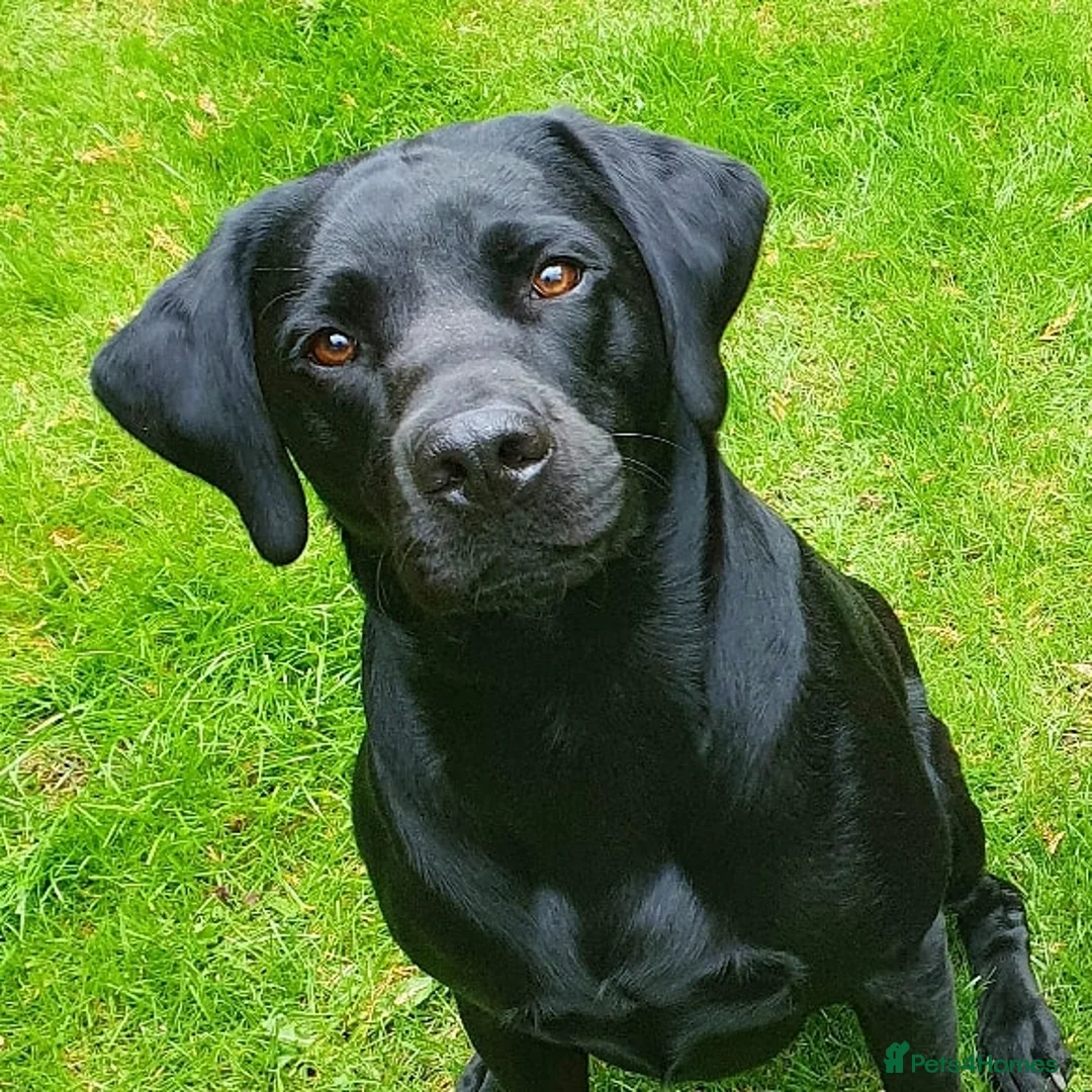 Labrador Retriever dogs for stud: Stunning PROVEN black lab for stud. - Advert 2