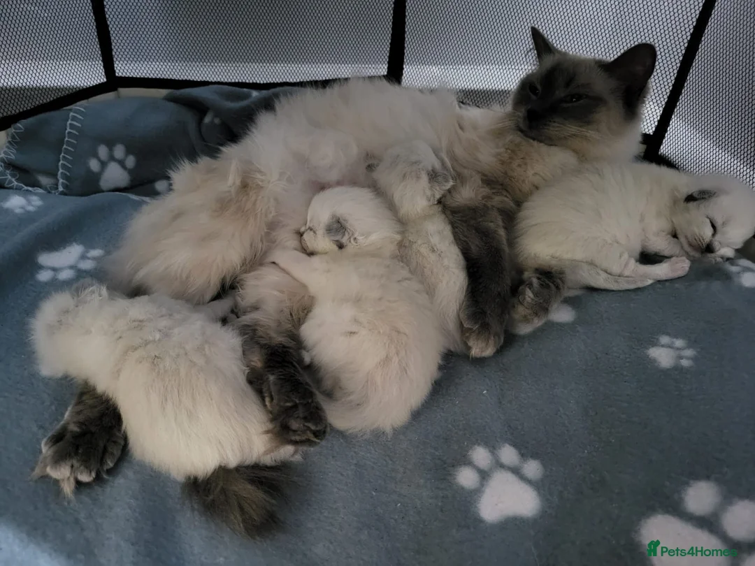 Ragdoll cats for stud: BEAUTIFUL BLUE POINT LARGE STUD RAGDOLL in Preston - Advert 13