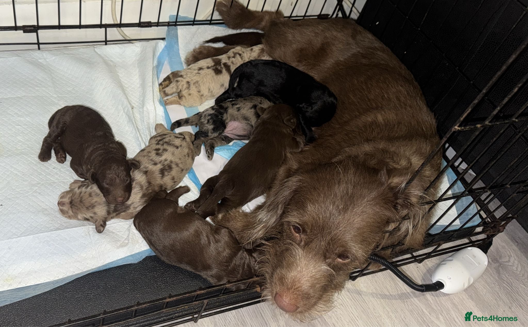 Labradoodle dogs Stunning labradoodle puppies - Advert 1