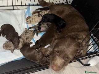 Labradoodle dogs Stunning labradoodle puppies - Advert 1