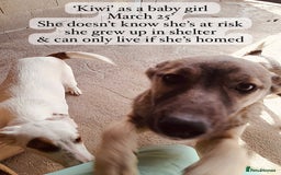 Mixed Breed dogs for adoption: Kiwi, 1 yr old. Available for adoption. - Image 9