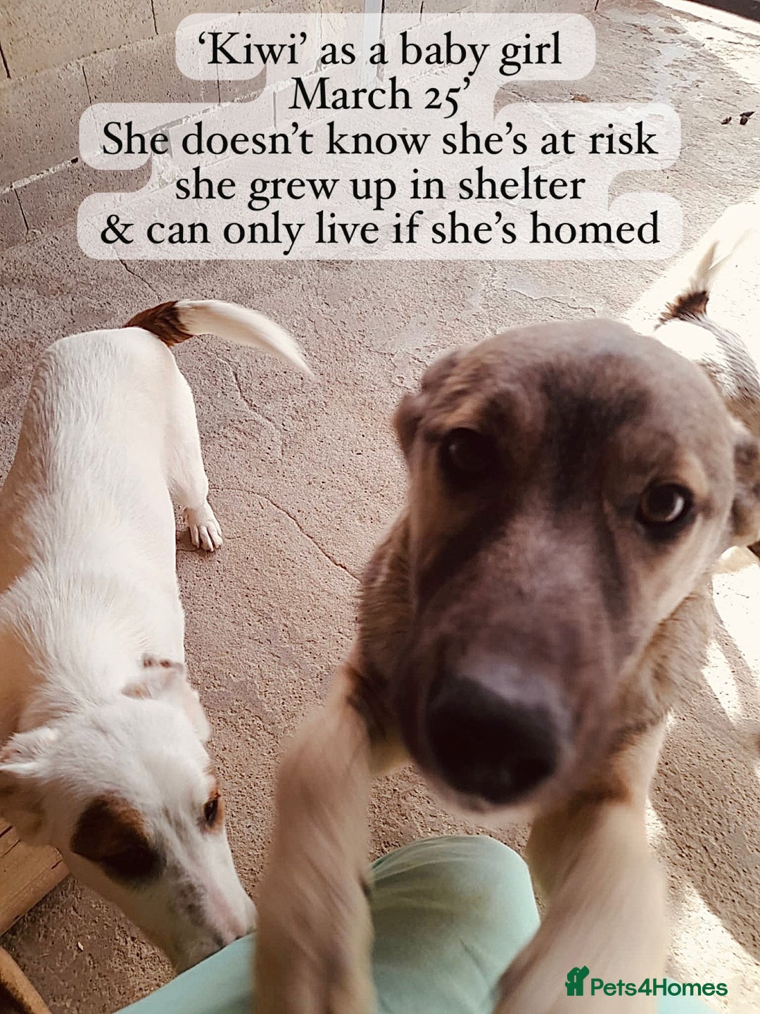 Mixed Breed dogs for adoption: Kiwi, 1 yr old. Available for adoption. - Image 9