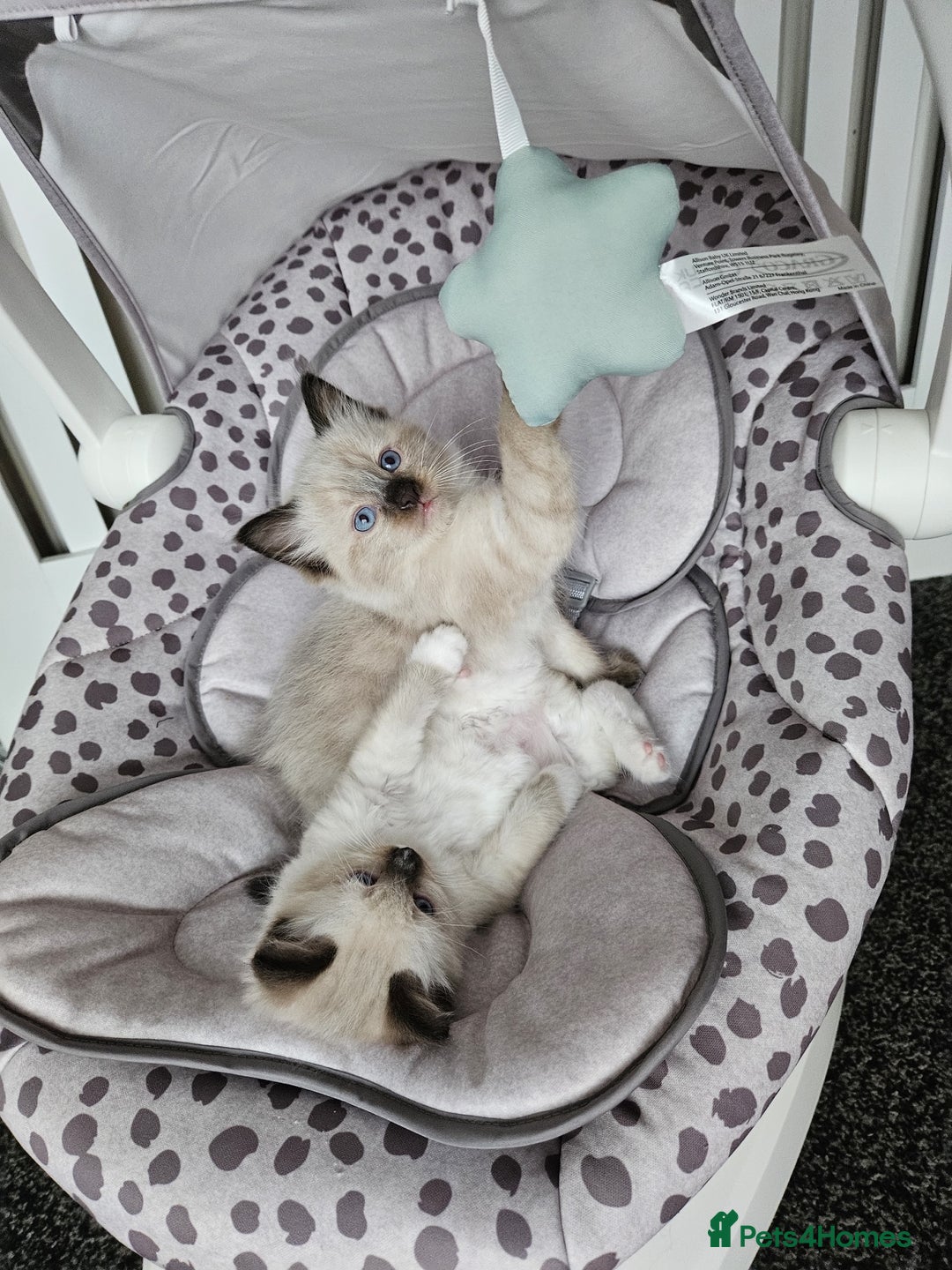 Ragdoll cats for sale: Ragdoll kittens (2 boys only) - Advert 7