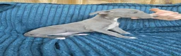 Whippet dogs for sale: 🐾 Beautiful Whippet Puppies Ready Now 🐾 - Advert 9