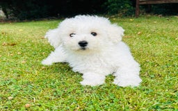 Bichon Frise dogs for sale: Beautiful Bichon Frise puppies - Image 5