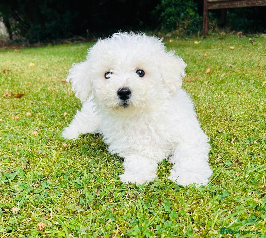 Bichon Frise dogs for sale: Beautiful Bichon Frise puppies - Image 5