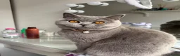 British Shorthair cats for sale: Four Gorgeous British Shorthair Kittens - Advert 6