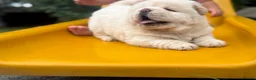 Chow Chow dogs for sale: Platinum chow chow  - Advert 12