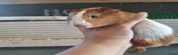 Guinea Pig rodents for sale: Baby Guinea pigs  ready now  - Advert 7