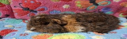 Guinea Pig rodents for sale: Baby Longhaired Boars /Merino/Texel/Coronet - Advert 8