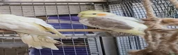 Parrots birds for sale: PARROTS/AMAZONS/PARAKEETS  - Advert 22