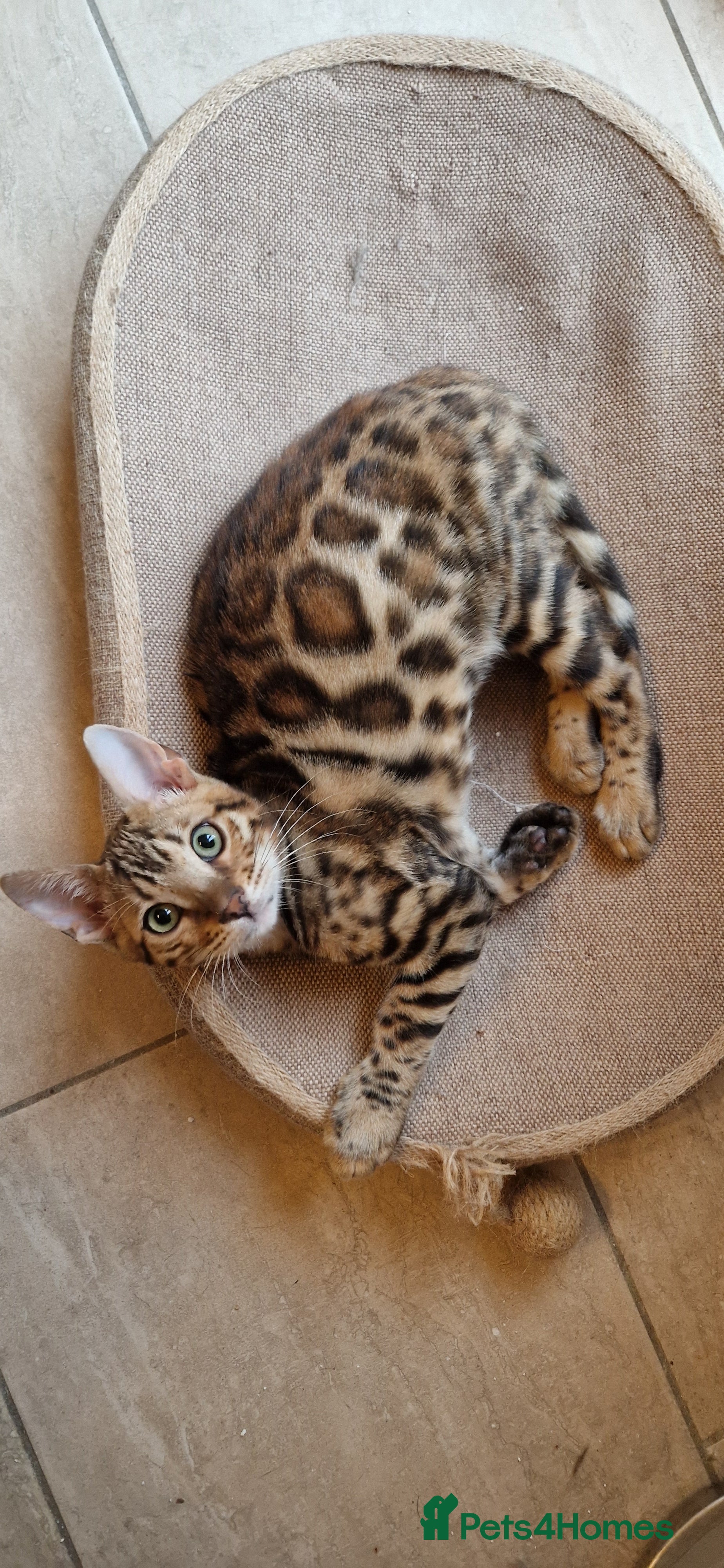Bengal cats Beutifull kittens❤️ - Advert 11