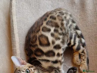Bengal cats Beutifull kittens❤️ - Advert 11