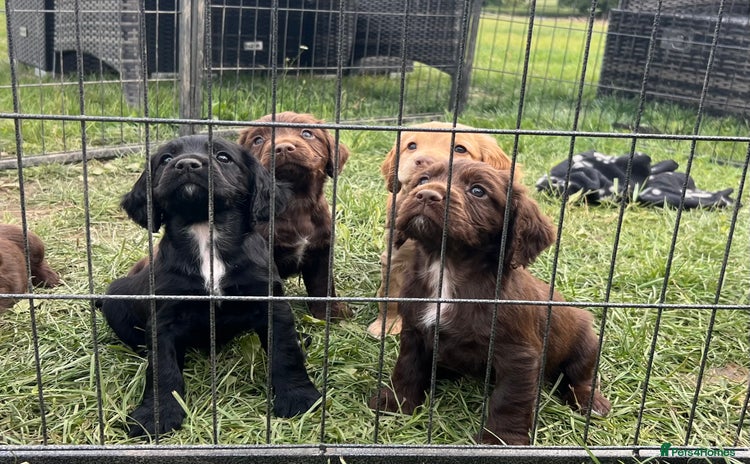 Cocker Spaniel dogs - Advert 13