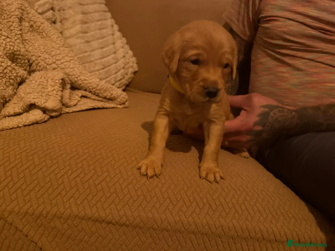 Goldador dogs for sale: Goldador Puppies  - Advert 12