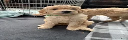 Mixed Breed dogs for sale: Multigeneration Cream/Apricot Double Labradoodles  - Advert 2