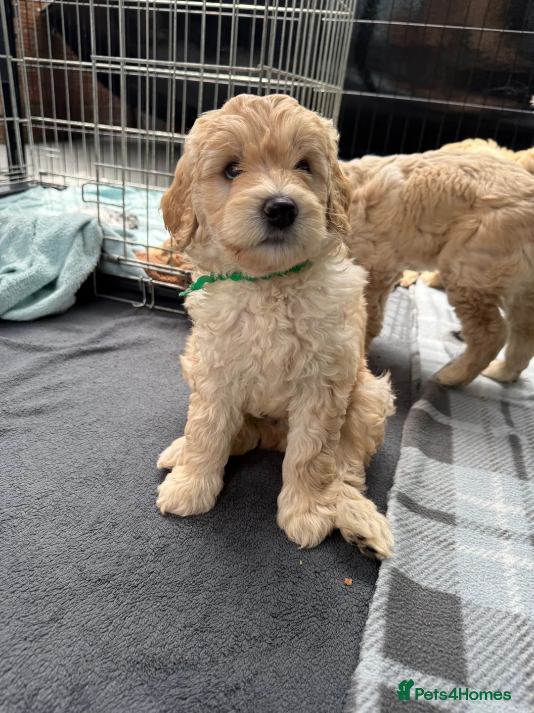 Mixed Breed dogs for sale: Multigeneration Cream/Apricot Double Labradoodles  - Advert 2