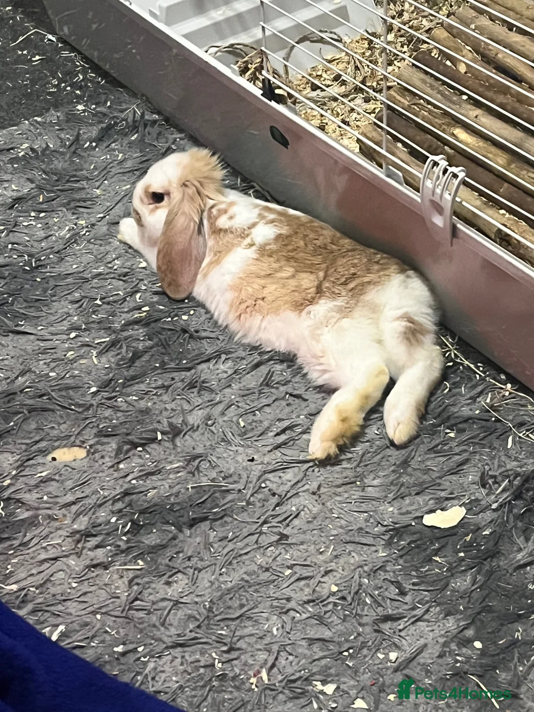 Mini Lop rabbits for sale: 2 female rabbits  in Bristol - Advert 2