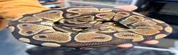 Python Snake reptiles for sale: Ball pythons  - Advert 5