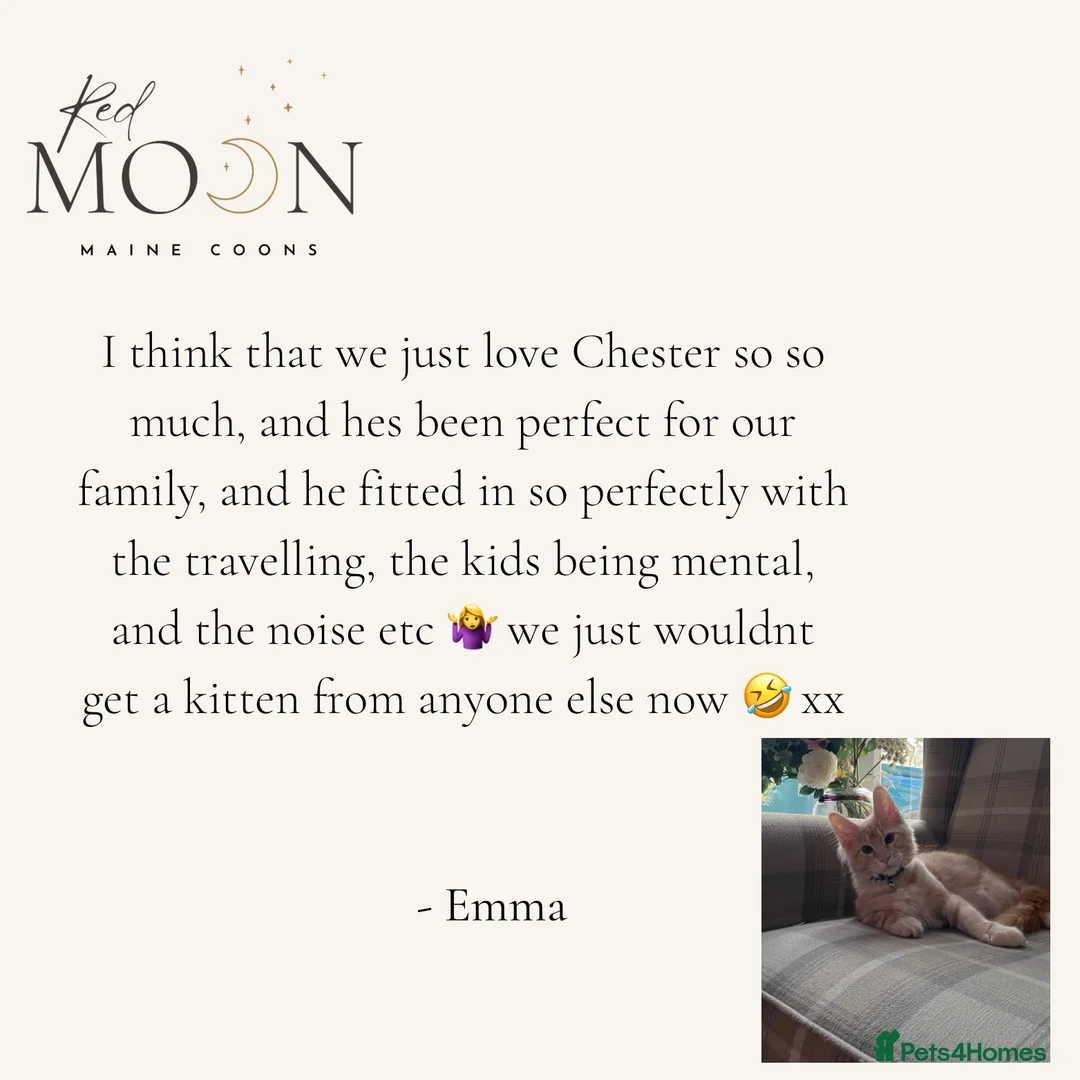 Maine Coon cats for sale: Last 2 female Maine Coon kittens - Advert 6