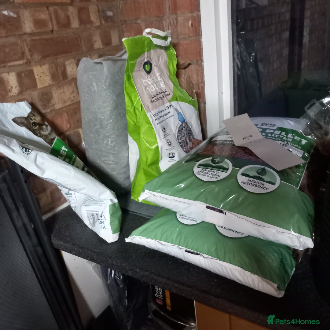 Mini Lop rabbits for sale: Mini lop bunnies for sale - Advert 6