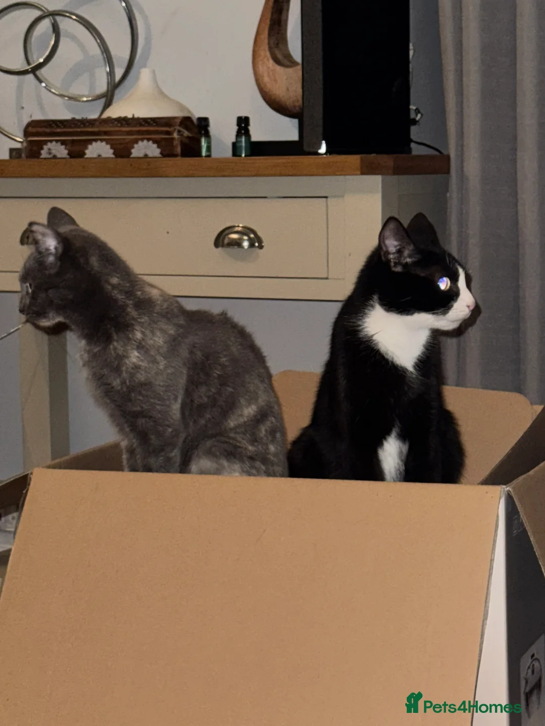 Mixed Breed cats for sale: Beautiful and super friendly mixed kittens - Advert 10