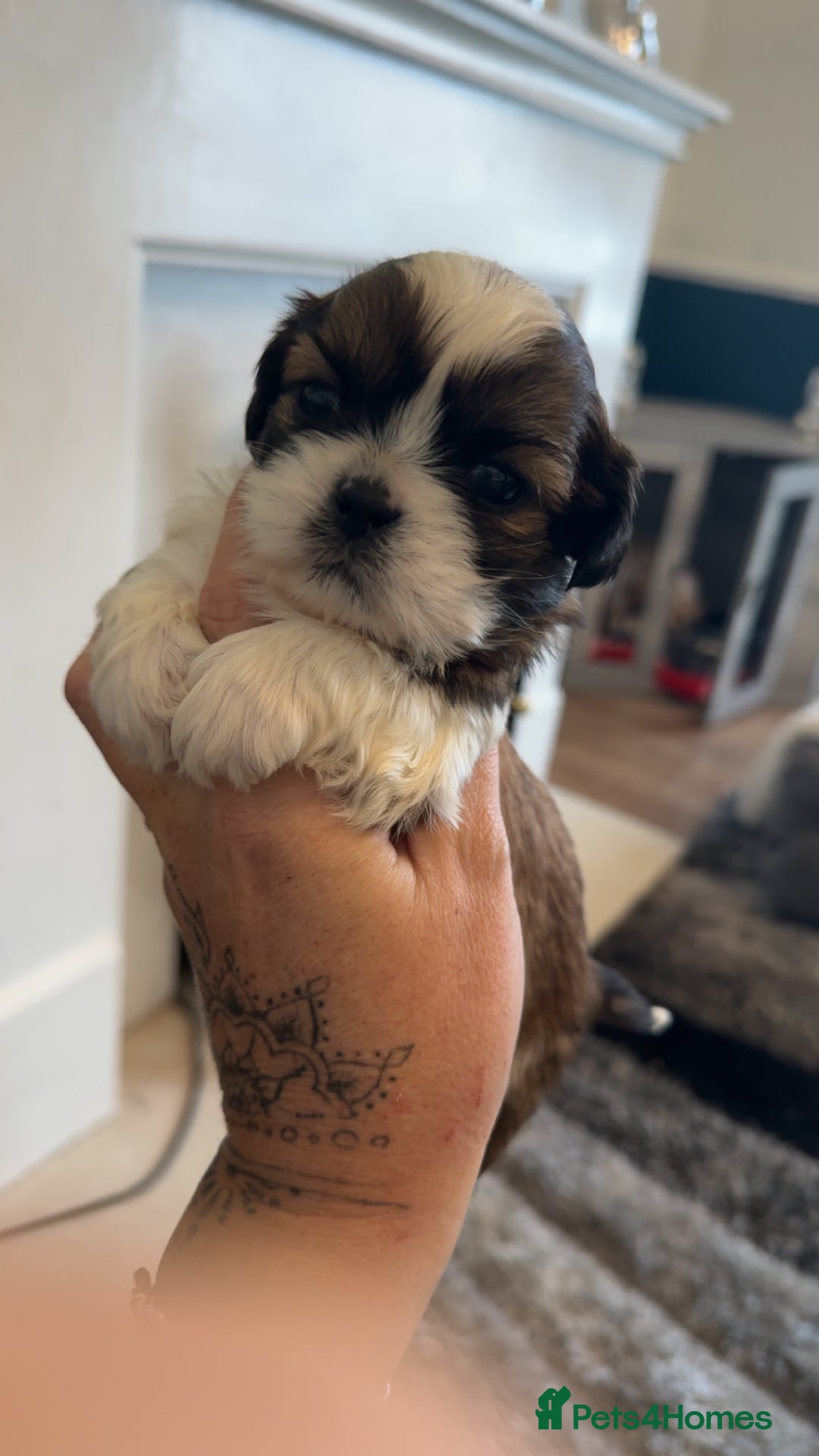 Shih Tzu dogs for sale: Stunning imperial shih tzu puppies  - Advert 10