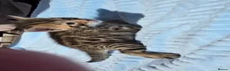 Bengal cats for sale: Beautiful Purebred Bengal Kittens Ready Soon - Advert 9
