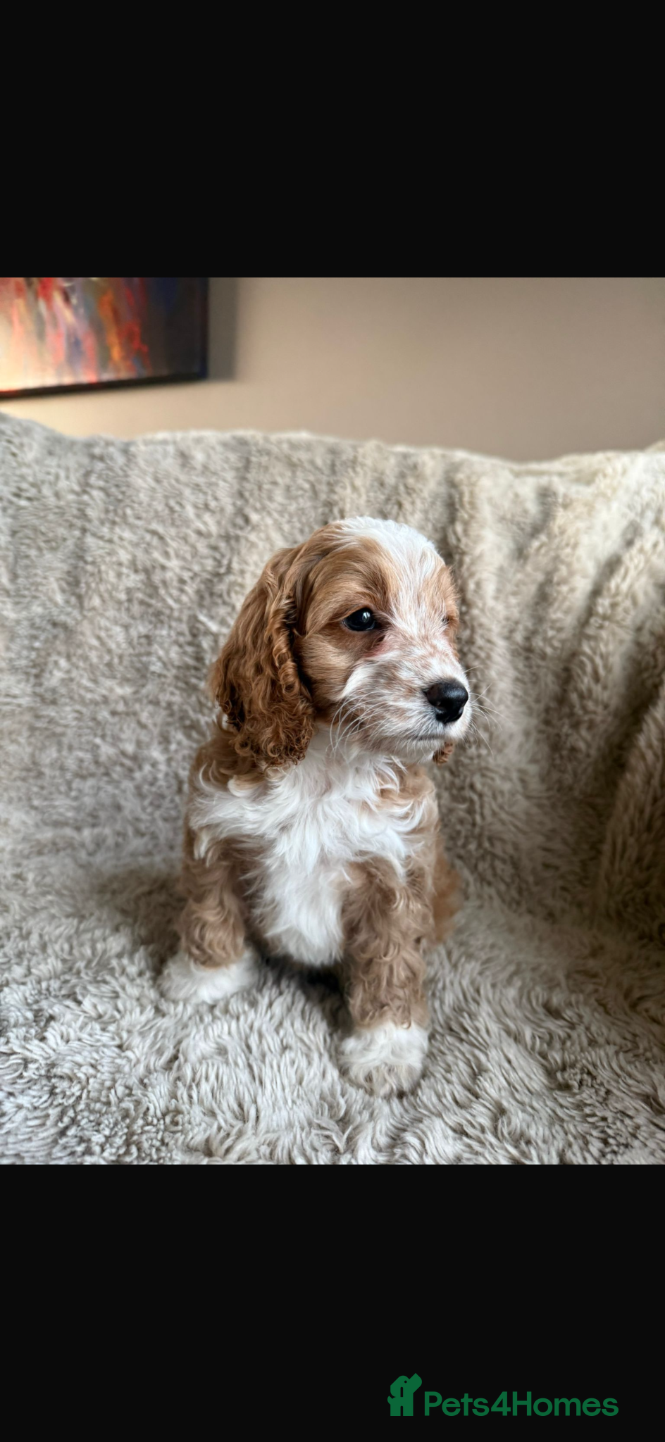 Cockapoo dogs F1 Cockapoo puppies - Advert 11