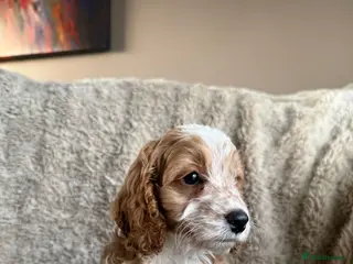 Cockapoo dogs F1 Cockapoo puppies - Advert 11