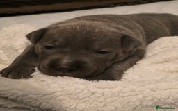 Staffordshire Bull Terrier dogs for sale: Staffordshire Bull Terrier Puppies - Image 19