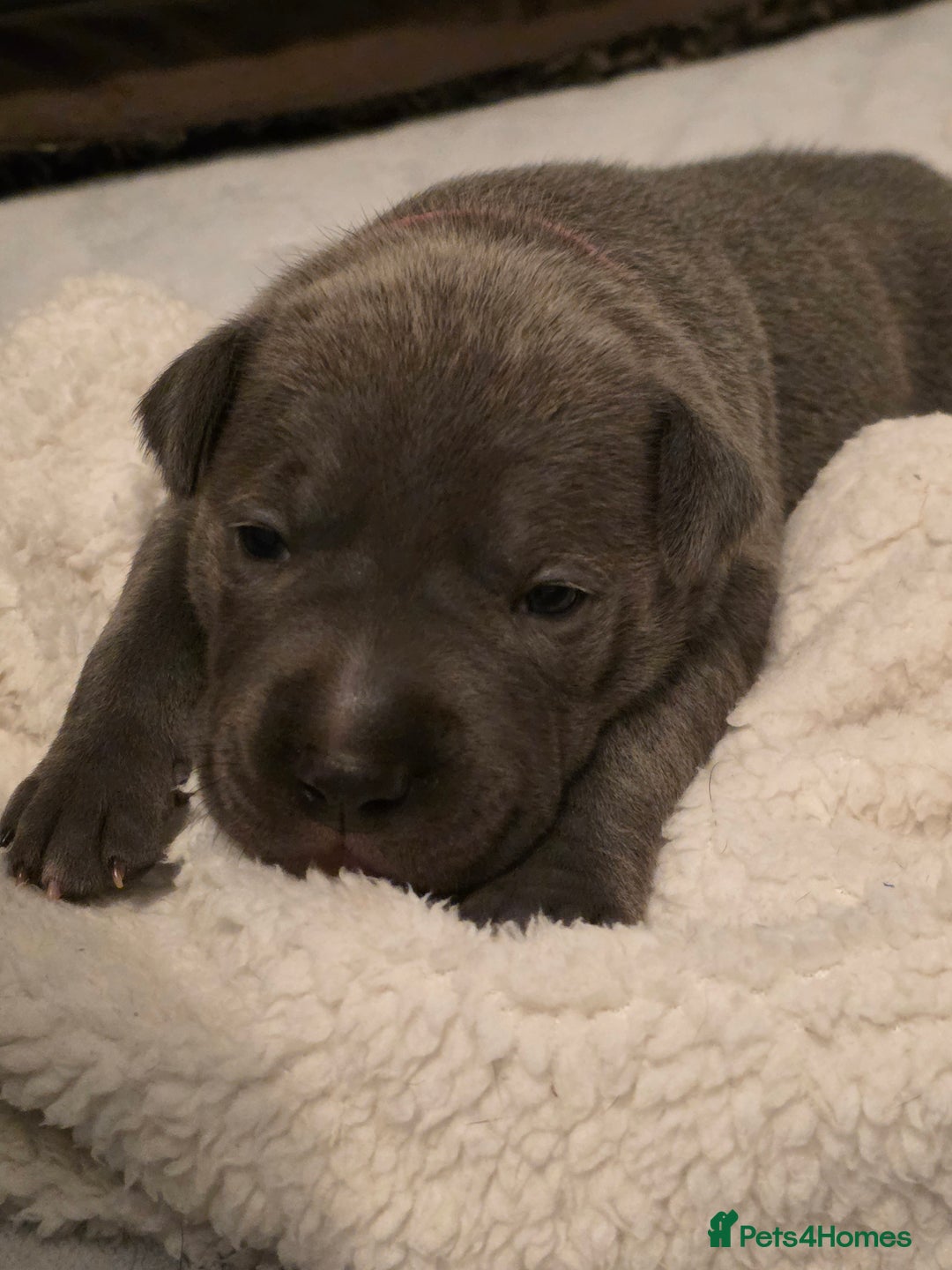 Staffordshire Bull Terrier dogs for sale: Staffordshire Bull Terrier Puppies - Image 19