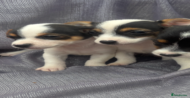 Jack Russell dogs - Advert 3