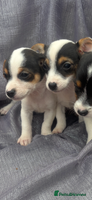 Jack Russell dogs - Advert 10