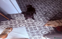 Chug dogs for sale: Teacup female long coat  - Image 7