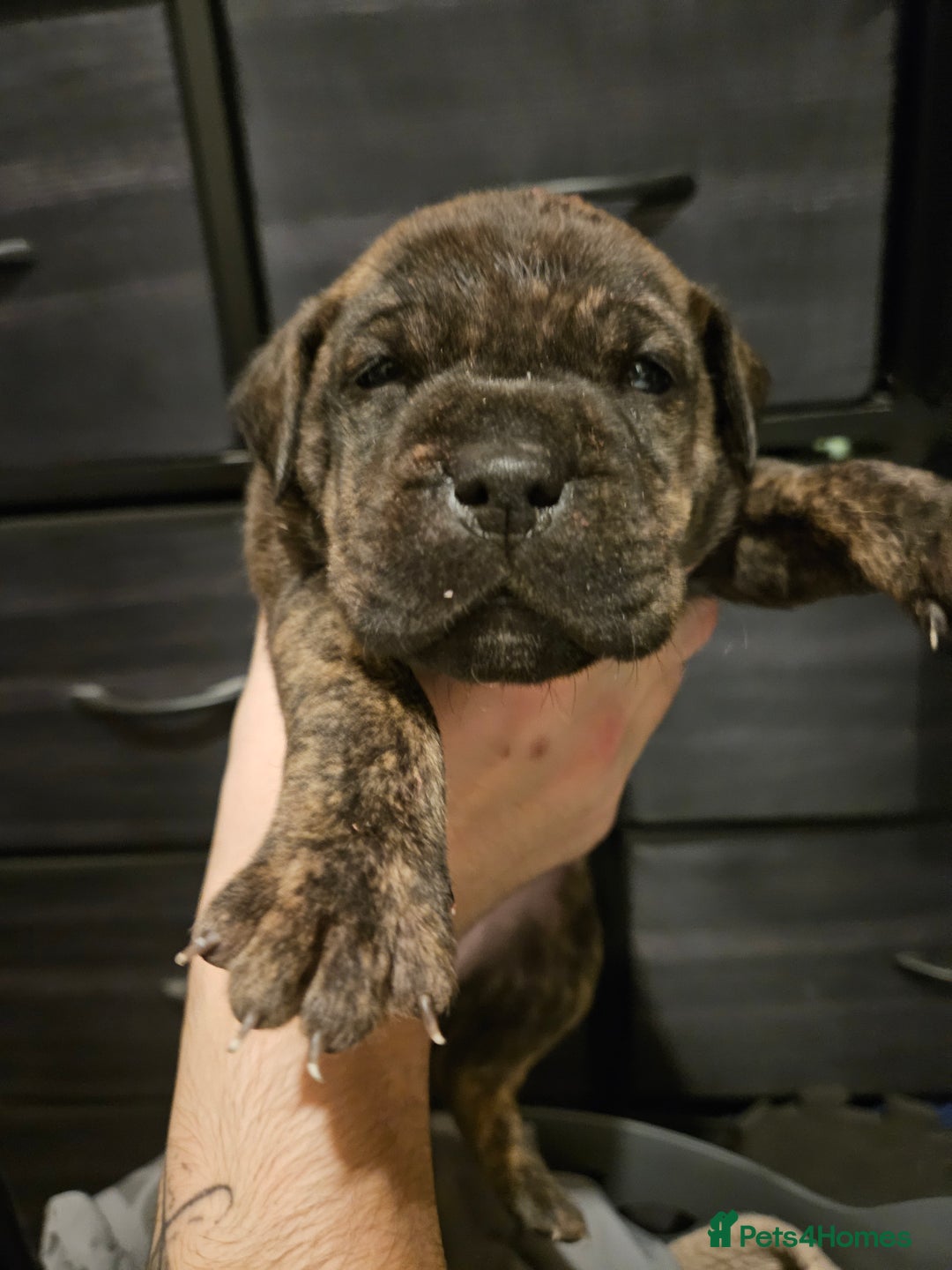 Mixed Breed dogs for sale: Cane corso x shar pei x staffy - Advert 3