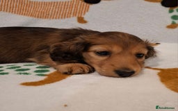 Miniature Dachshund dogs for sale: Mini Long Haired Dachshund - Image 4