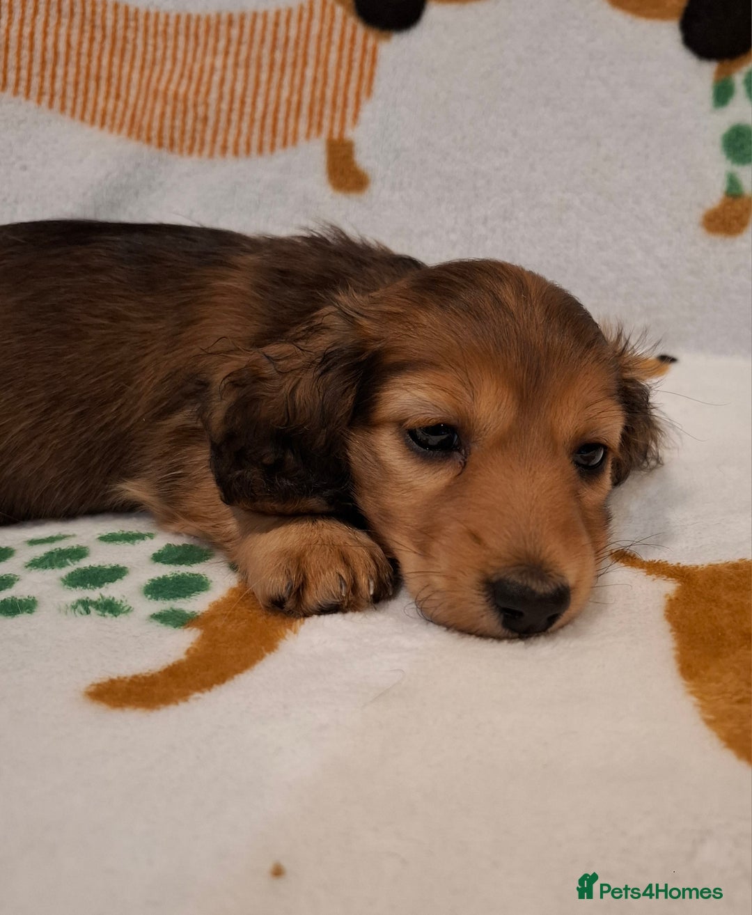 Miniature Dachshund dogs for sale: Mini Long Haired Dachshund - Image 4