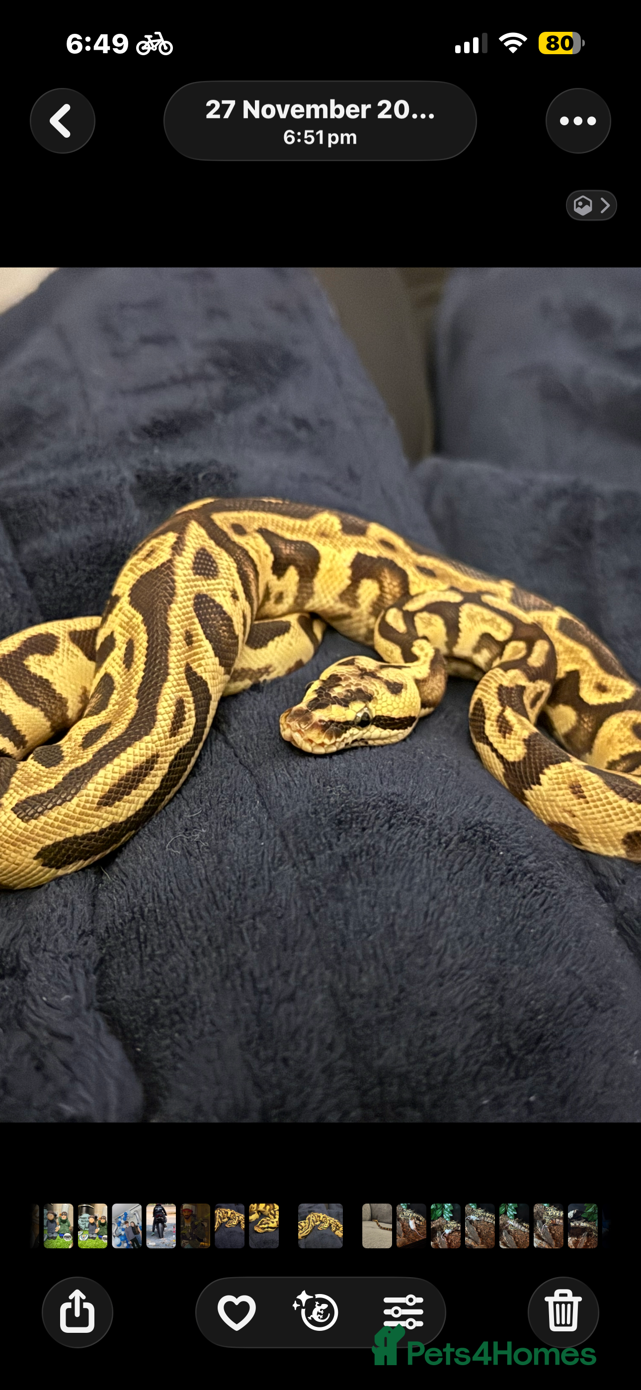 Python Snake reptiles Beautiful male inferno morph ball python  - Advert 2