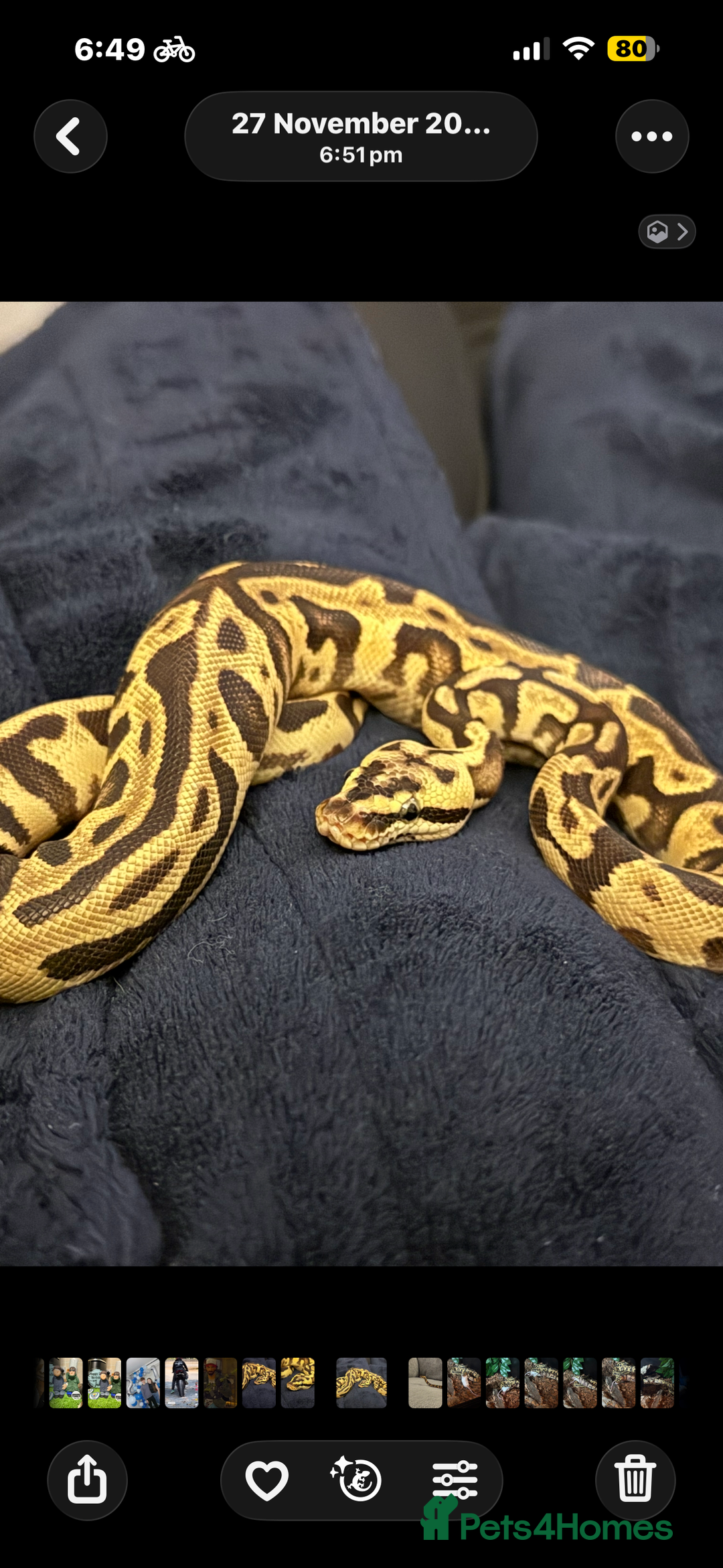 Python Snake reptiles for sale: Beautiful male inferno morph ball python  - Advert 1