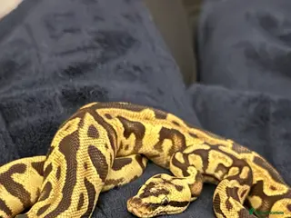 Python Snake reptiles Beautiful male inferno morph ball python - Advert 17