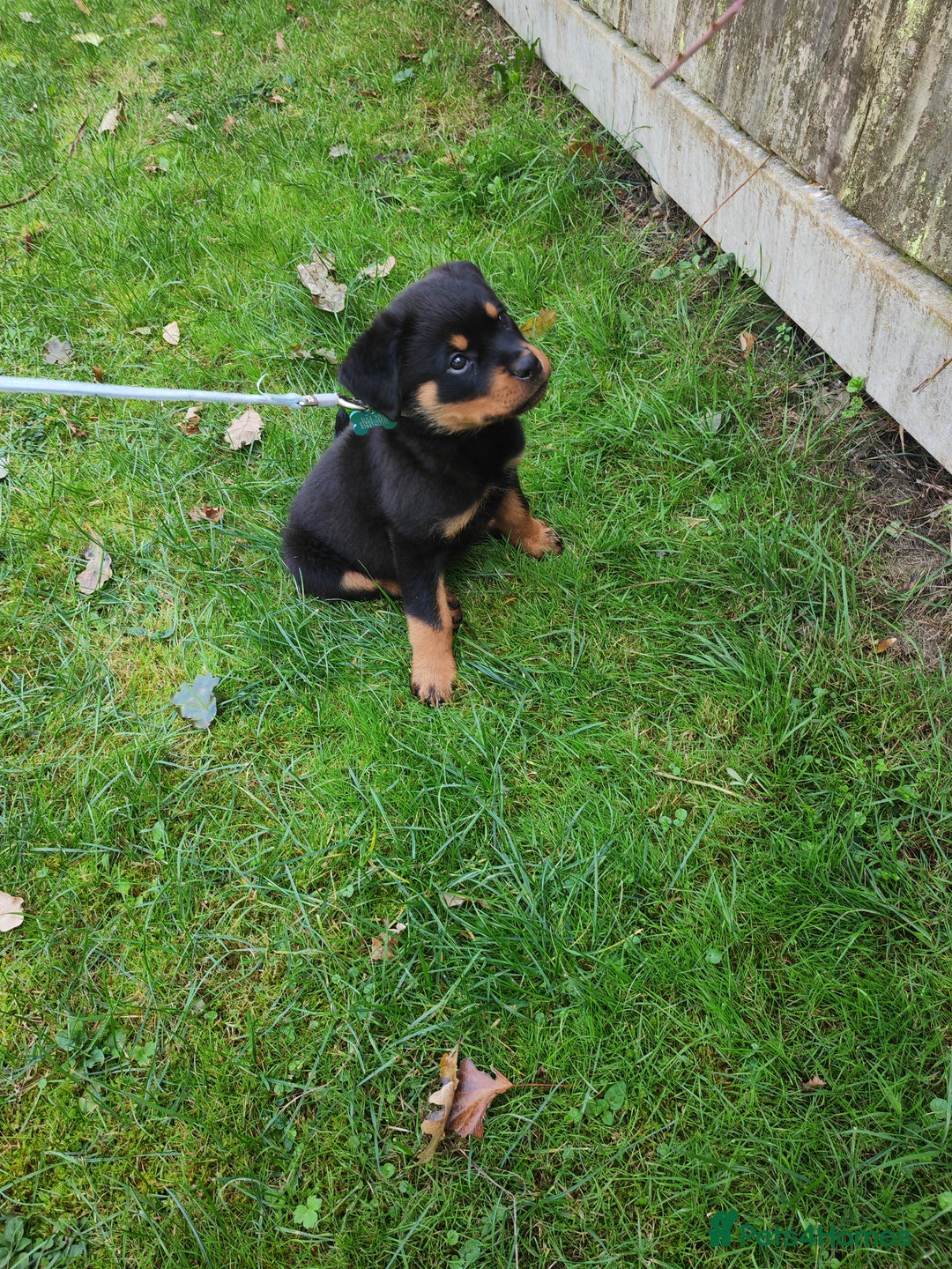 Rottweiler dogs for sale: Gorgeous male Rottweiler puppy Reggie  - Image 7