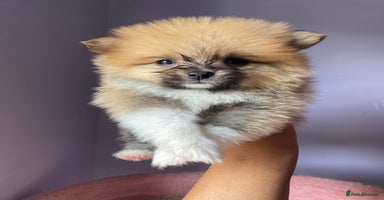 Pomeranian dogs - Advert 7