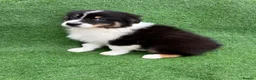 Australian Shepherd dogs for sale: Australian Shepherd Puppies  - Advert 15