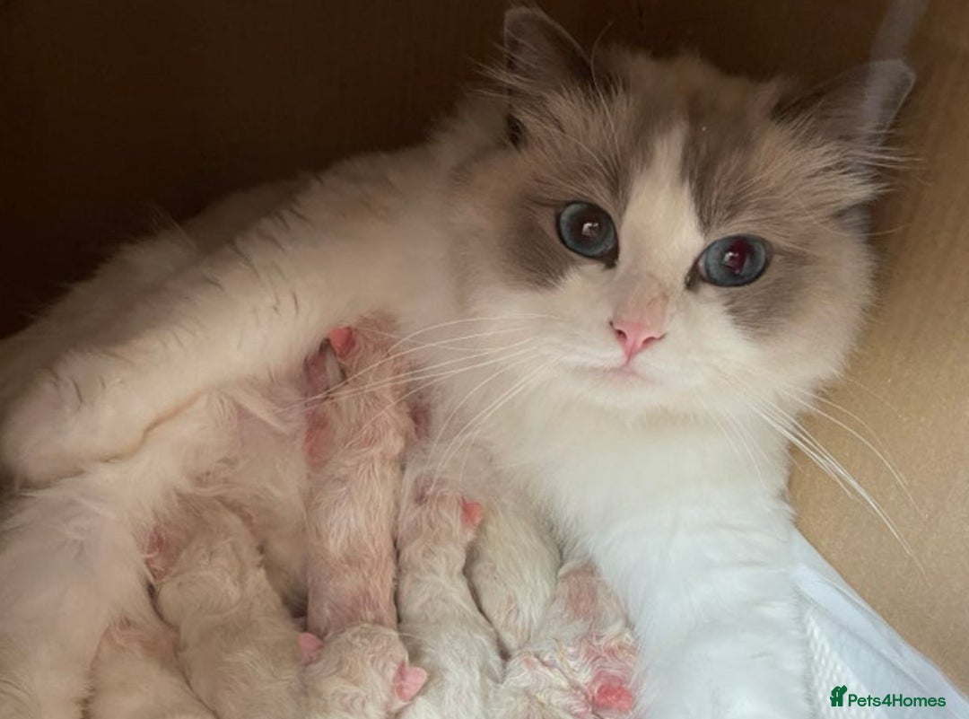 Ragdoll cats for sale: Tica registered Health checked Ragdoll girl - Image 6