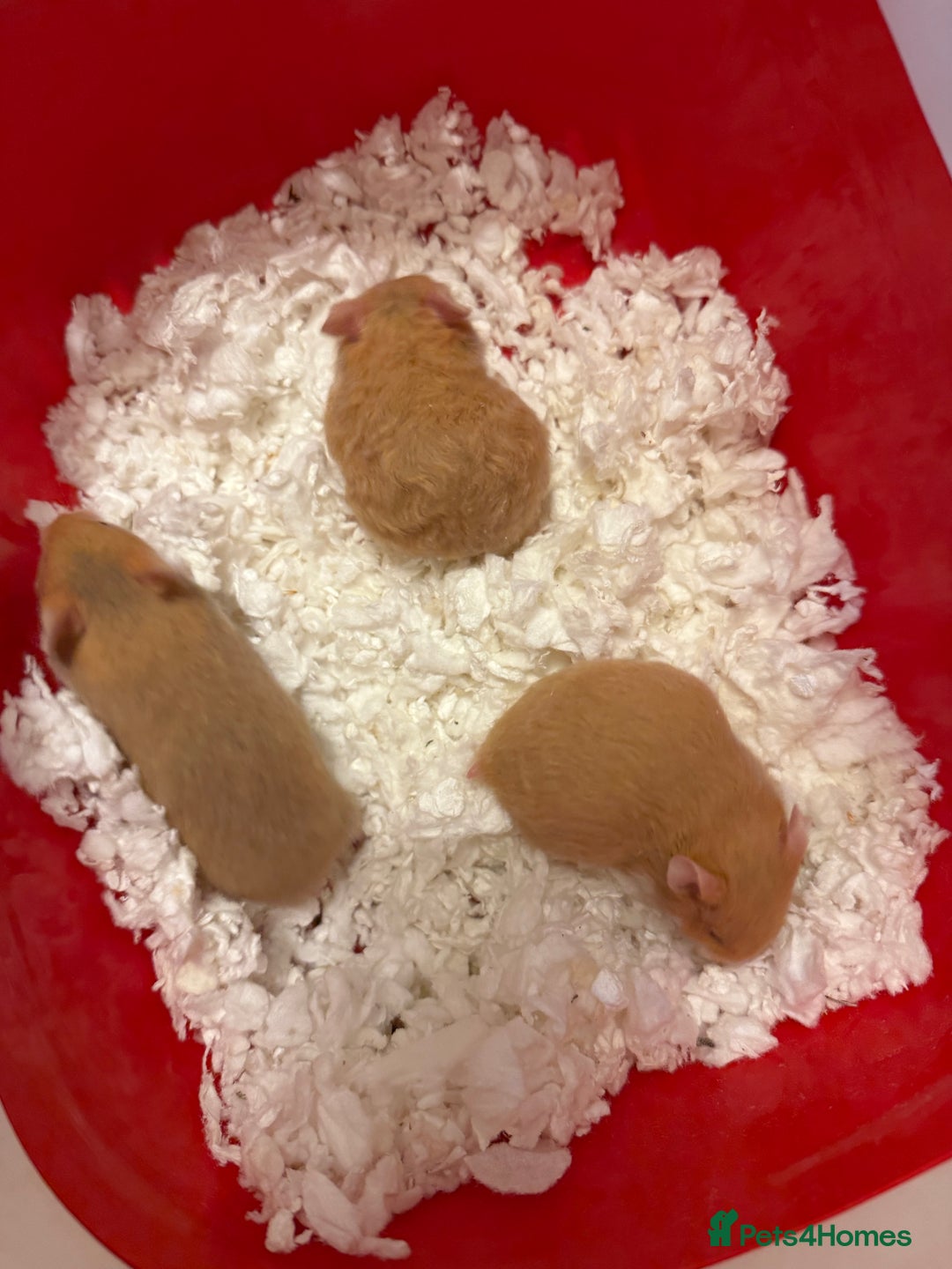 Hamster rodents for sale: Adorable Pedigree Syrian Hamster Pups  - Advert 2