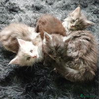 Maine Coon cats Full Pedigree blue smoke Maine Coon Kittens - Advert 9