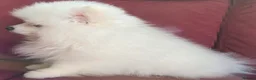 Pomeranian dogs for sale: Pedigree Ice White Pomeranian puppies - Advert 10