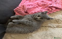 British Shorthair cats for sale: BEAUTIFUL BABY BLUE KITTENS  - Image 10